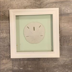 Wall hanging sand dollar